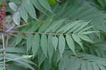 Smooth sumac